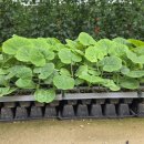 경운농장 | 2026.04.06 청년 귀농 장기교육 17일차 교육 일지 오이·호박 육묘 관리, 성장 속도 체감 | 딸기 농가...