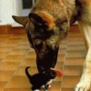 야옹이와 멍멍이 이미지