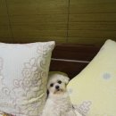 문구야놀자면 | 전주 한옥마을 / 전주여행 / 전주 숨 게스트하우스 / 누룩꽃 피는날 / 오목대 벽화마을 / 문꼬치 / 전동...