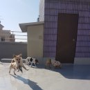 펫도그 애견스쿨 이미지