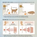 우리집강아지 이미지