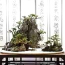 분재전시회 이미지