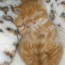 해보는집 이미지