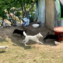 염소야놀자 이미지