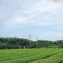 풍차와노을 | [3. 쉼, 8일간 제주살이] - 여름 오설록과 신창풍차해안도로 노을