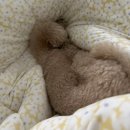 미미일본어 | 전화일본어, 미미일본어 내돈내산 후기