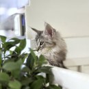 젠틀엠헤어원미점 | 여주메인쿤분양 okdog 첫 만남 설렘 가득한 후기