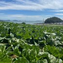 해남운수 노동조합 | 절임배추10kg 절임배추 김치양념 김치속 김장재료 [원산지:원산지: 배추-해남 / 천일염-신안] 솔직 후기