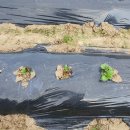 감자서리 이미지