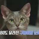 냥냥펀치 - 고양시 일산동구 | 냥냥펀치