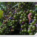 저자거리 이미지