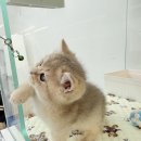 오즈메디칼 이미지