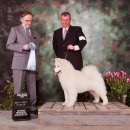 퍼피봉봉 이미지