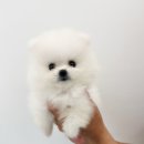 베베독 강아지분양 대구본점 이미지