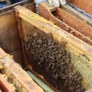 완주양봉원 이미지