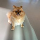 제제네 멍치원 이미지