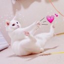 데이리에 Daum카페