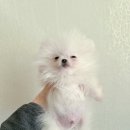 다나을동물병원 이미지
