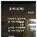 현상언「홍매」 네이버블로그