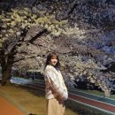 숲결 3,4 | 양재시민의숲 매헌시민의숲 4월 3일 밤벚꽃 후기 | 서울 벚꽃 명소 야경 추천