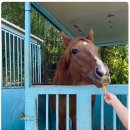 시흥승마힐링체험장 이미지