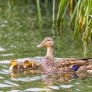 세계 태양광발전소 | 축구장 3500개 규모! 위성에서 포착된 세계 최대 태양광 발전소에 놀라워요