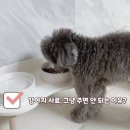 수의사가 직접 개발한 안심 사료 추천 | 동결건조 코팅사료(솔직후기)