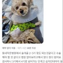 수서동물병원