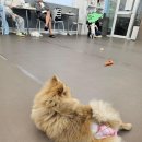 강아지놀이터 이미지