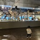 푸드코트 엘리시온 | 대전 아이랑 가볼만한곳 국립중앙과학관 설연휴 입장료 무료