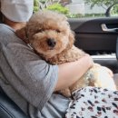 애견미용실 꽃개 이미지