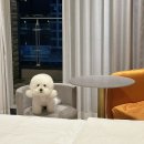 하운드호텔거북섬점 이미지