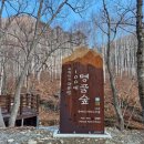 인제MJ 태양광 | 영양 자작나무숲 겨울 풍경 및 셔틀버스 시간표