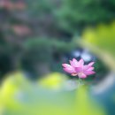 4434, 극락왕생의 복 이미지
