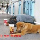 백구 이미지