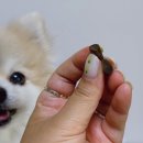 강아지 영양간식 백살구 퍼피어게인 후기, NMN으로 챙기는 노령견 건강루틴