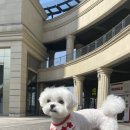 sunny 펫 살롱 이미지