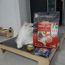 카디날 코리아 퍼시캣 치킨&amp;칠면조 레시피 고양이사료 급여후기