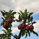 길정해농장 이미지