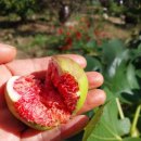 뒤죽박죽 가을꽃 이미지