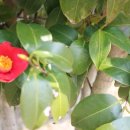 진도대교휴게소 이미지