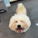 보드레 애견미용실 이미지