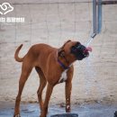 정수동물병원 이미지