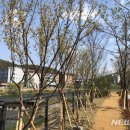 양지천 마평동 이미지