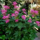 비너스타 이미지