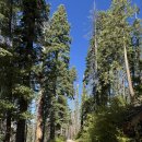자이안트주유소 | [미국 국립공원] 요세미티(Yosemite National Park) 1박 2일 코스 및 티오가 로드(Tioga Road) 주요 뷰...