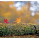 즐거운 영어동화(B) 이미지