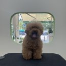 아워퍼피 이미지