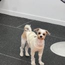 엔젤짐 반려견 아카데미 이미지