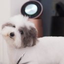 강아지 미용실 이미지